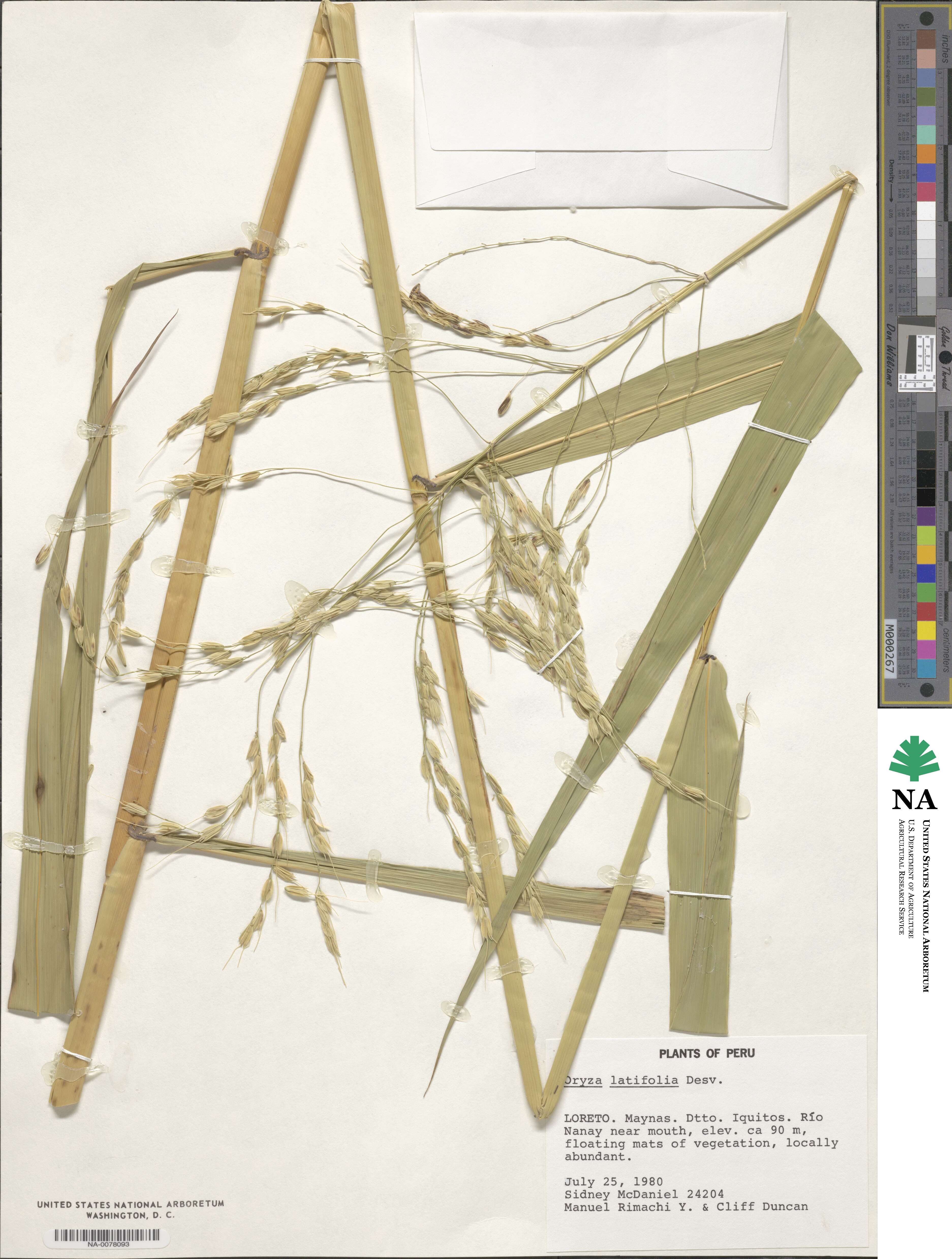 Oryza latifolia image