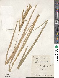 Oryza sativa image