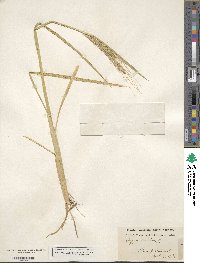 Oryza sativa image