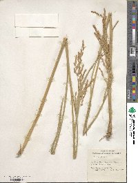 Oryza sativa image