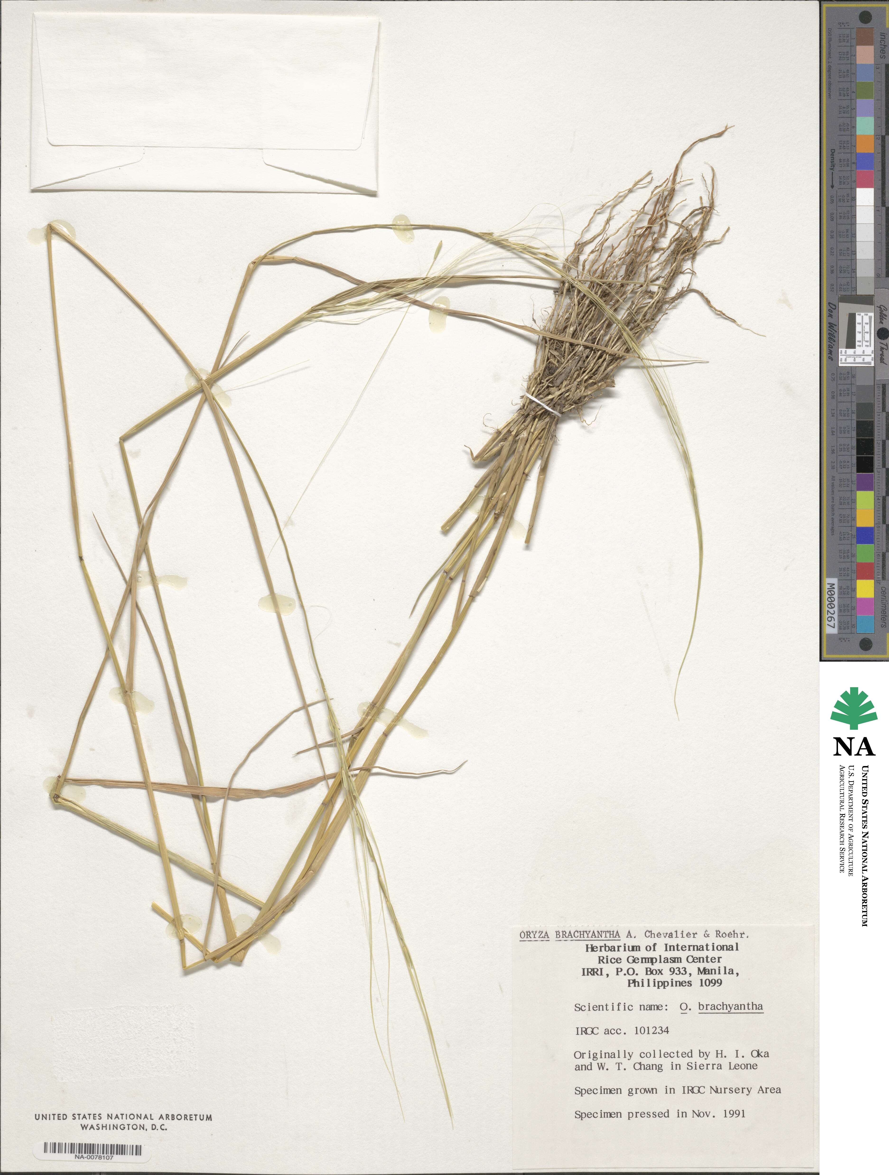 Oryza brachyantha image