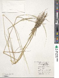 Image of Oryza brachyantha