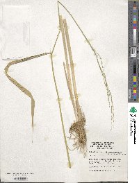 Image of Oryza longistaminata