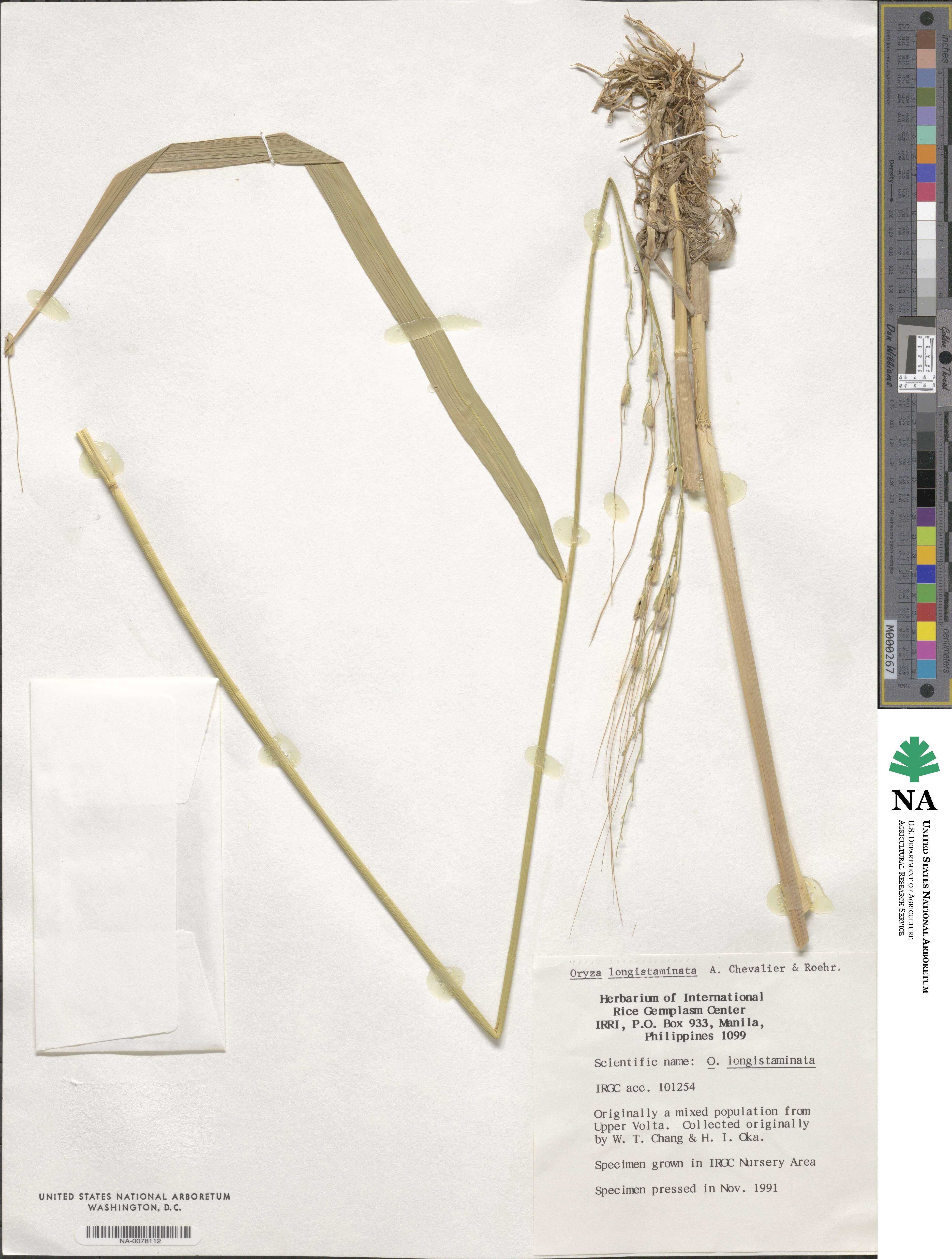 Oryza longistaminata image