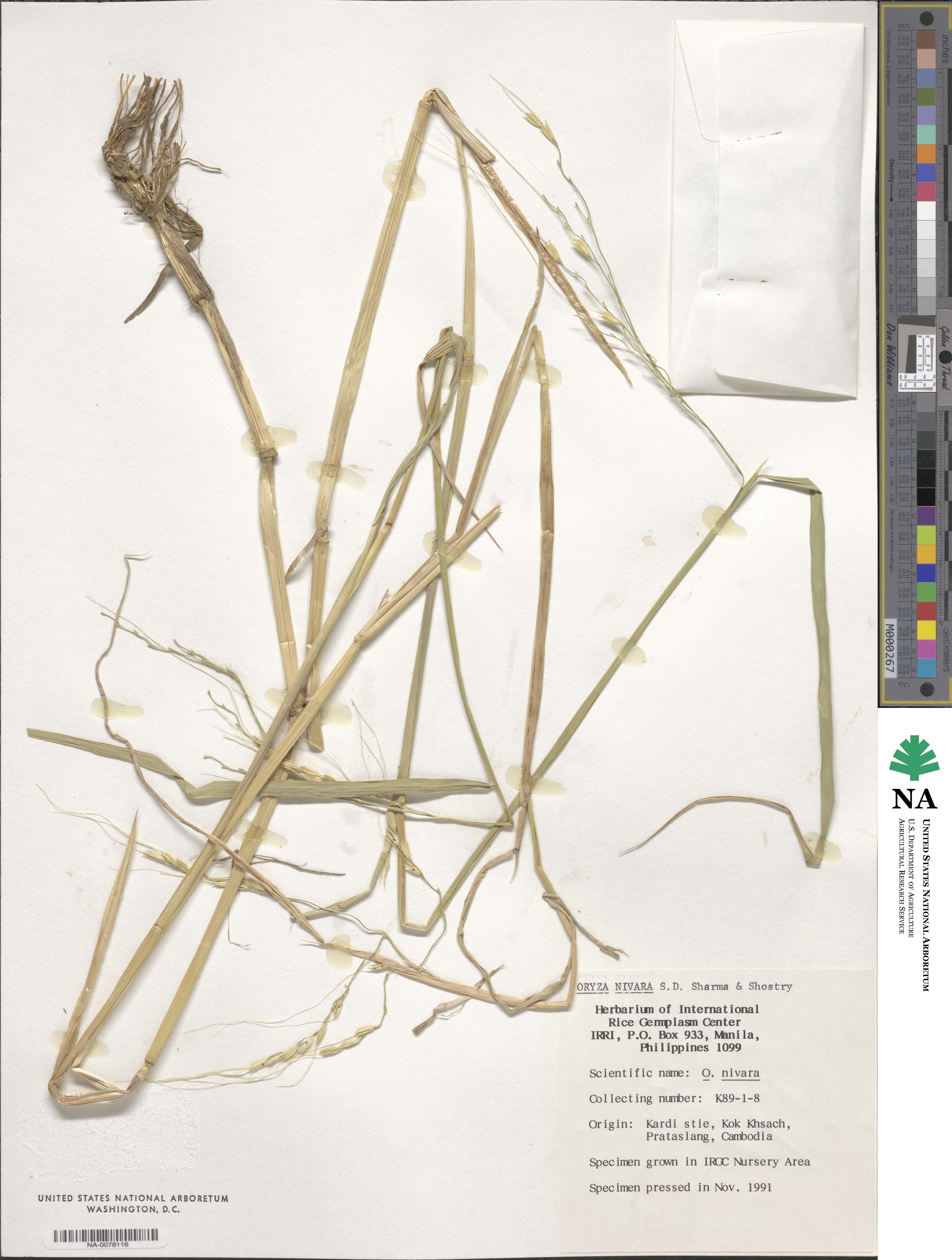 Oryza rufipogon image