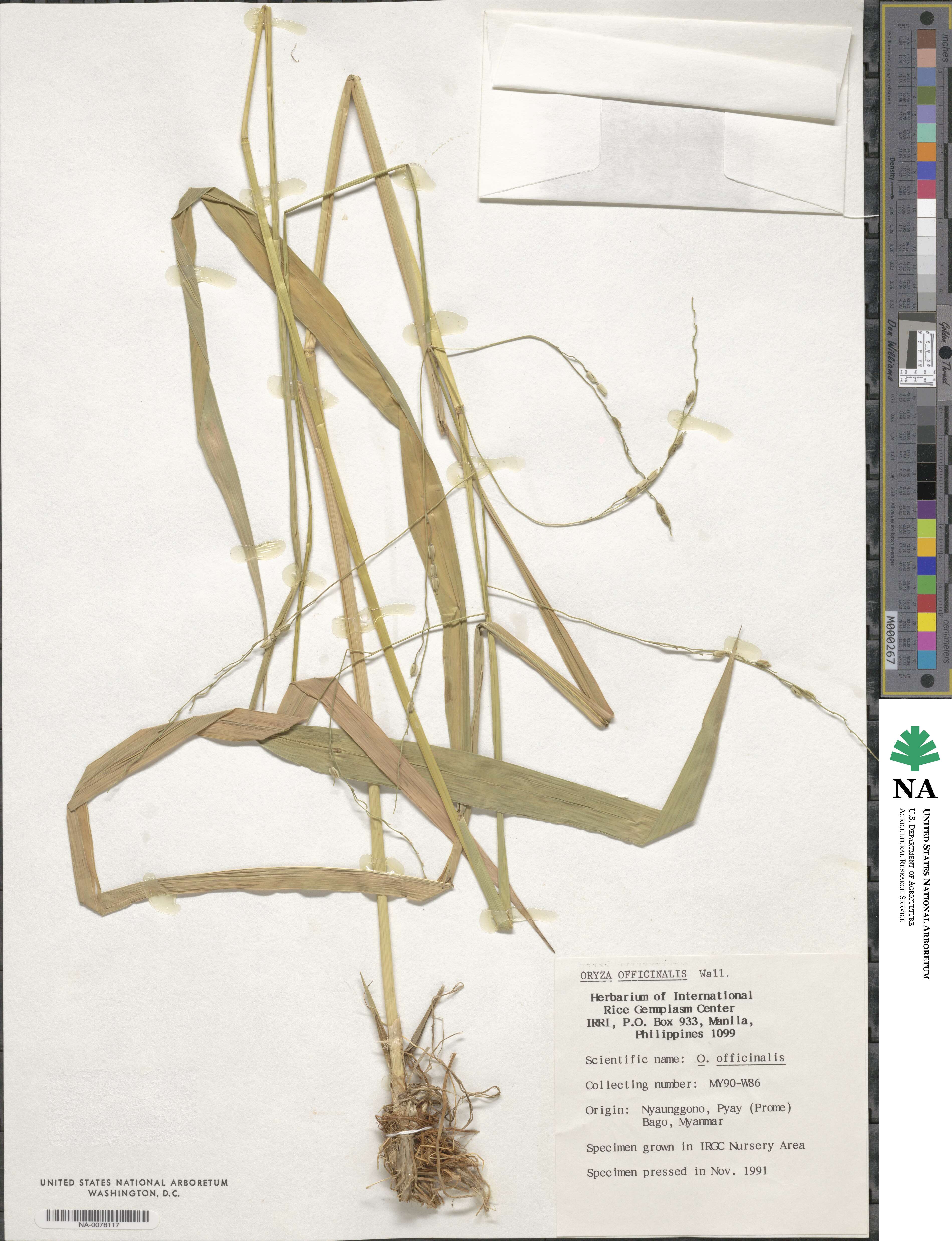 Oryza officinalis image