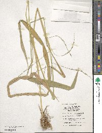 Image of Oryza officinalis