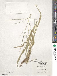 Image of Oryza ridleyi