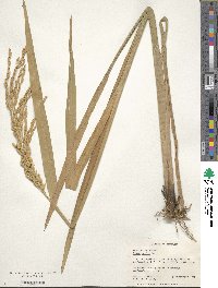 Oryza sativa image