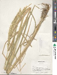 Oryza sativa image