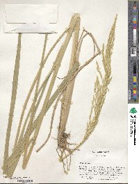 Oryza sativa image