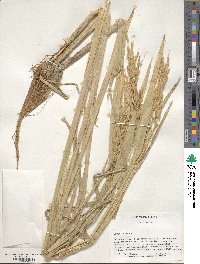 Oryza sativa image