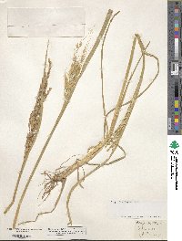 Oryza sativa image