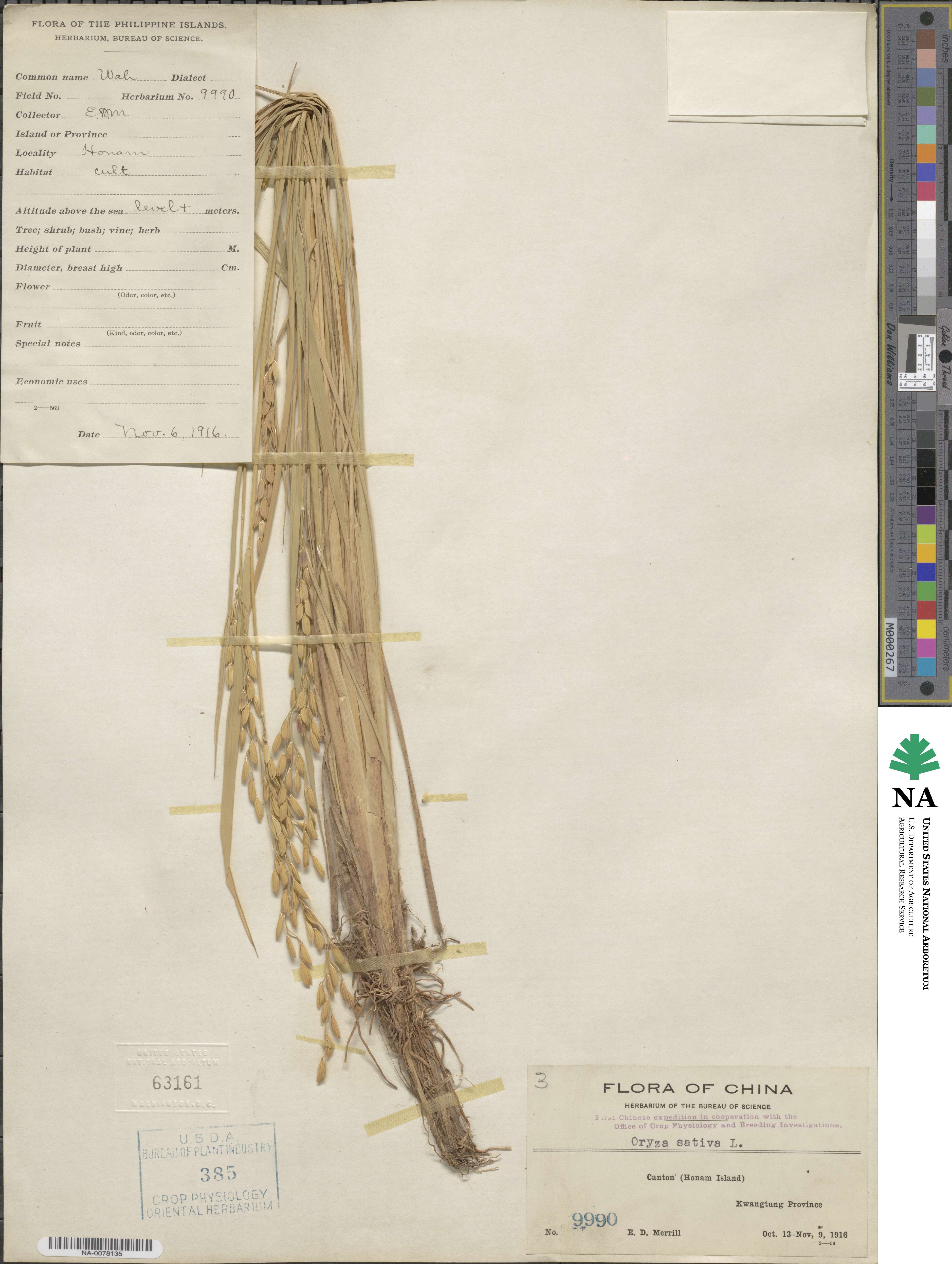 Oryza sativa image