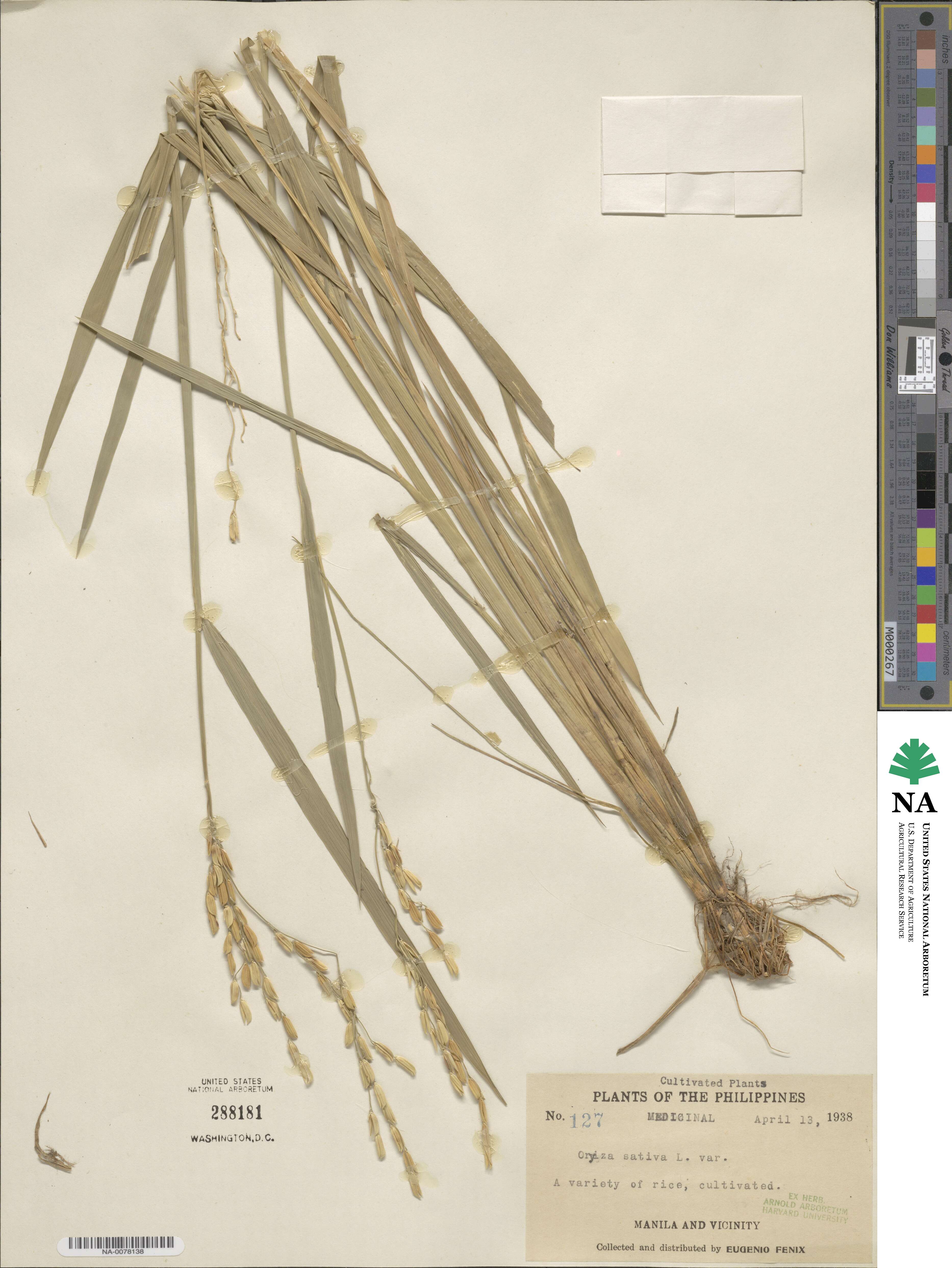 Oryza image