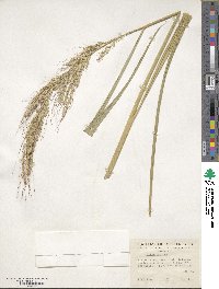 Oryza sativa image