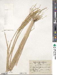 Oryza sativa image