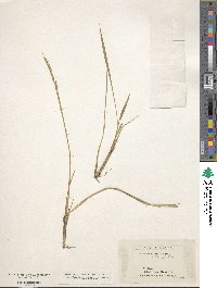 Oryzopsis asperifolia image