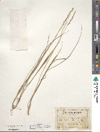 Oryzopsis asperifolia image