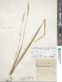 Oryzopsis asperifolia image