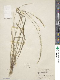 Oryzopsis asperifolia image