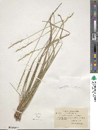 Oryzopsis asperifolia image