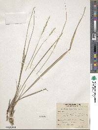 Oryzopsis asperifolia image