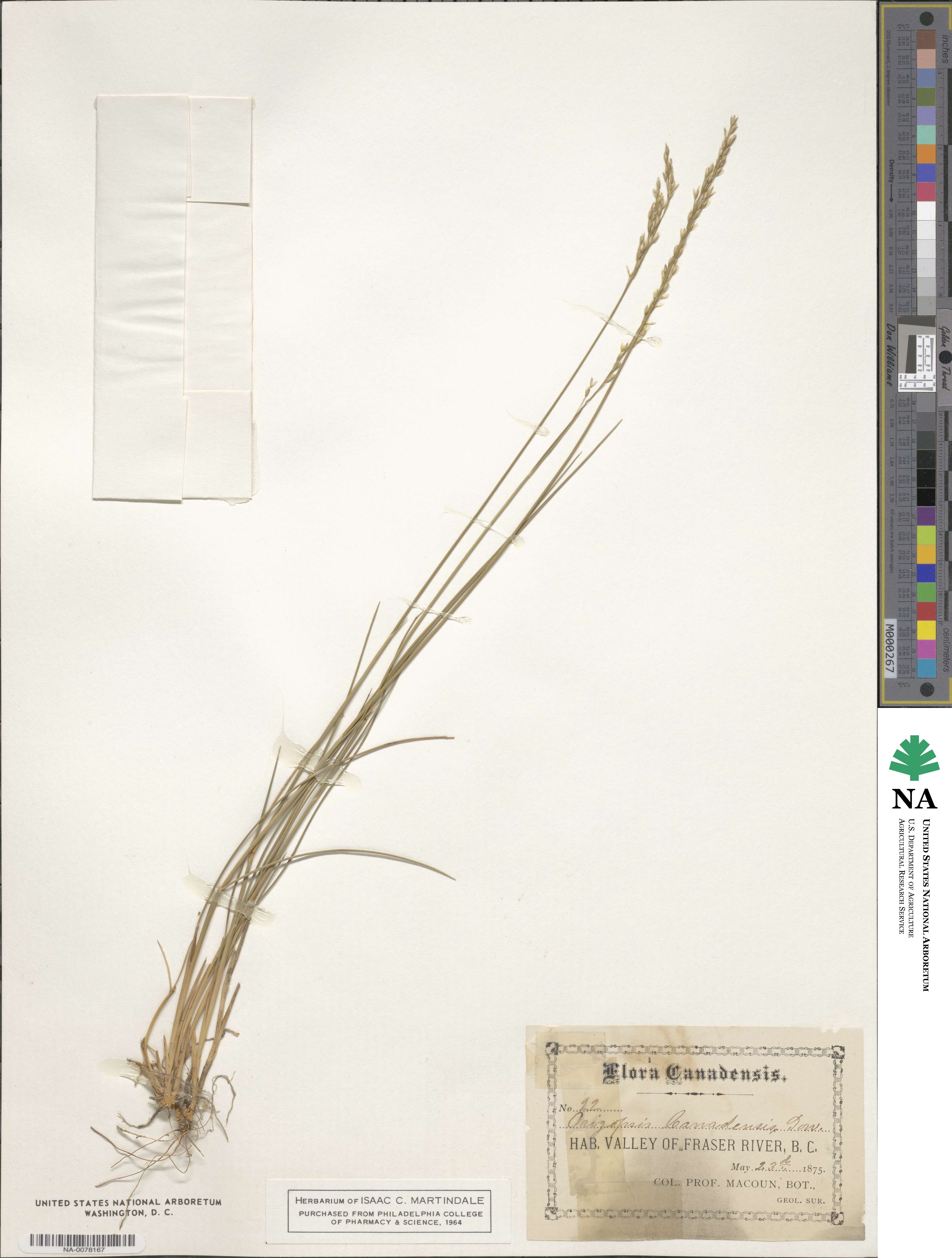 Piptatheropsis canadensis image