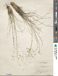 Eriocoma hymenoides image