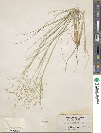 Eriocoma hymenoides image