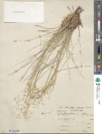 Eriocoma hymenoides image