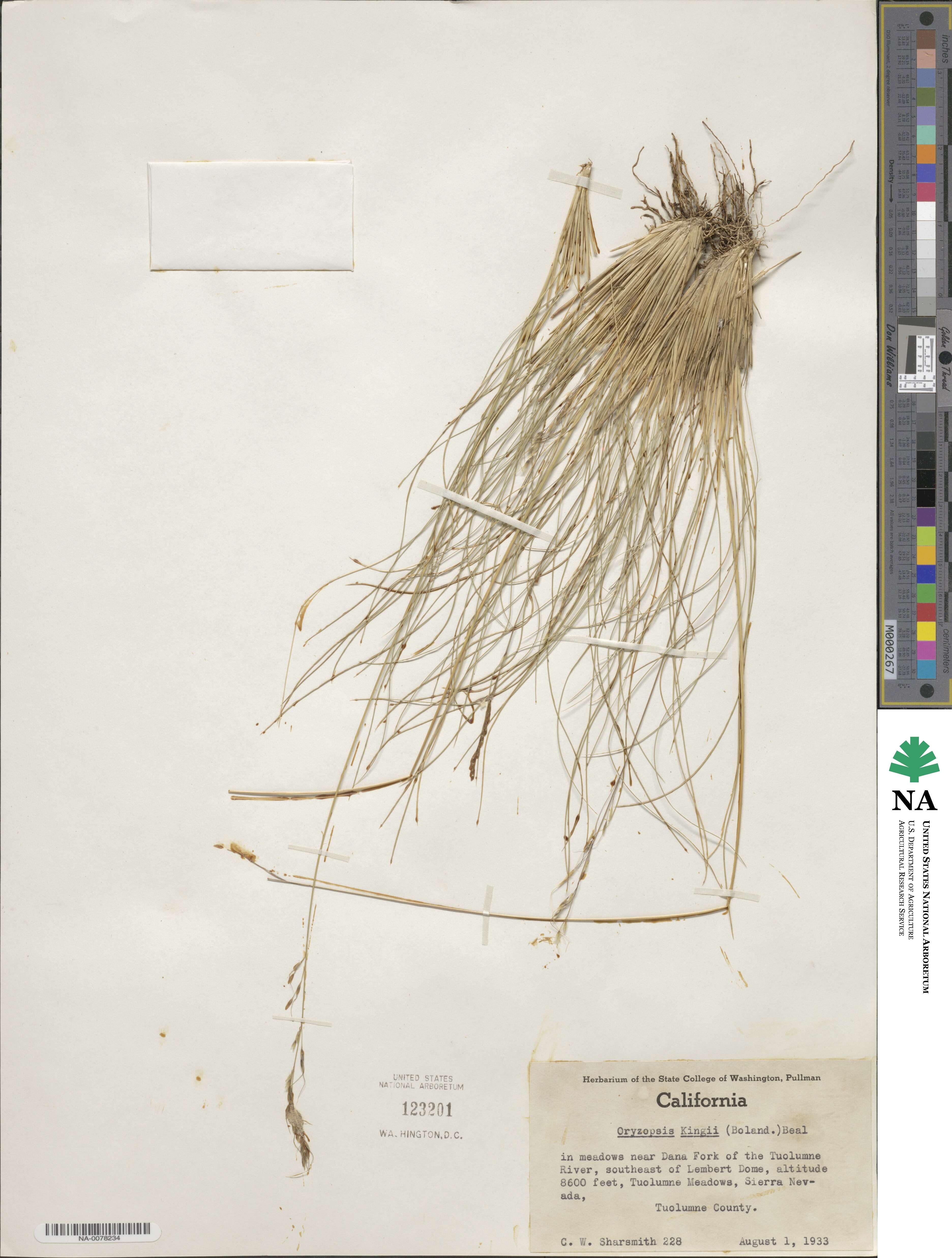 Ptilagrostiella kingii image
