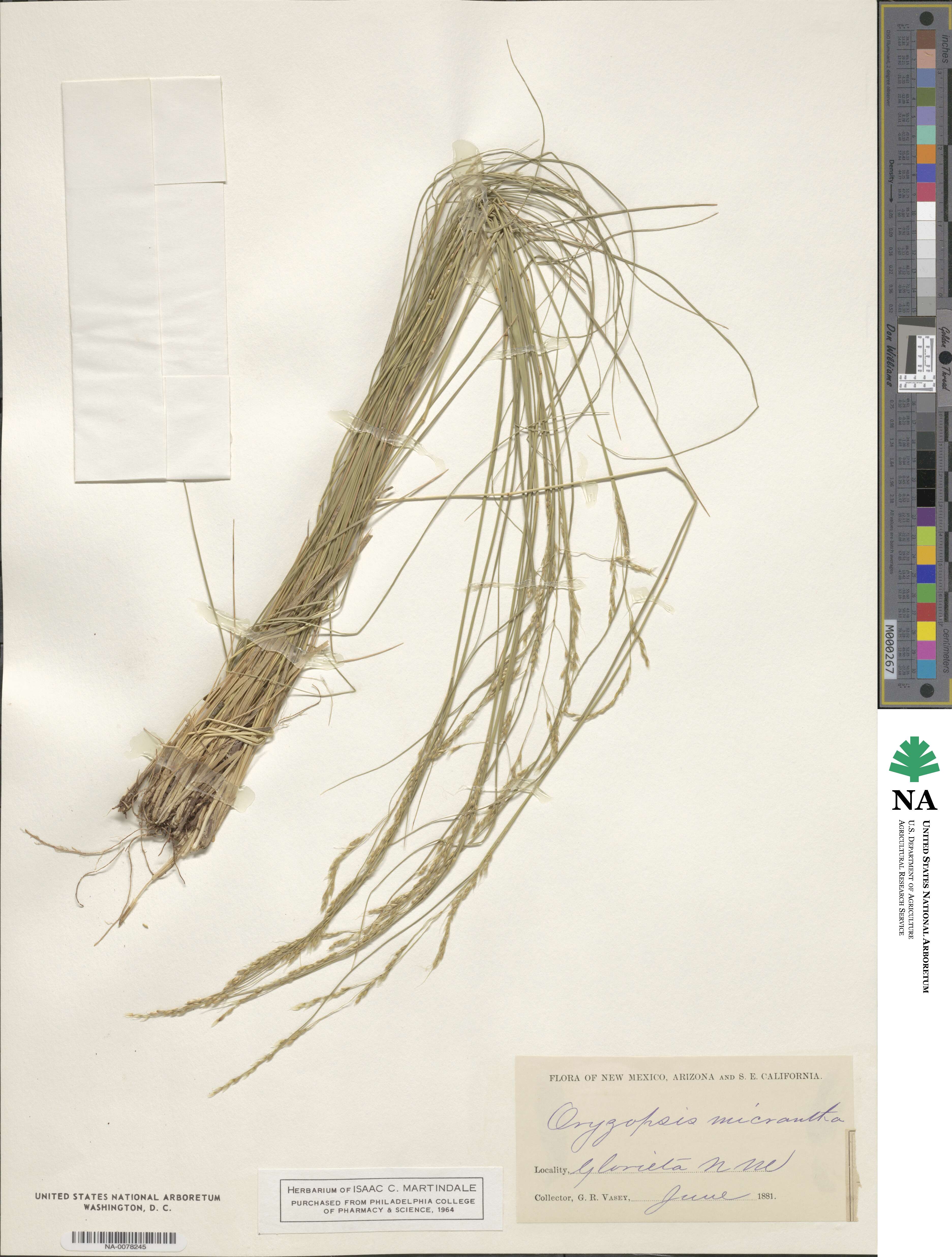 Piptatheropsis image