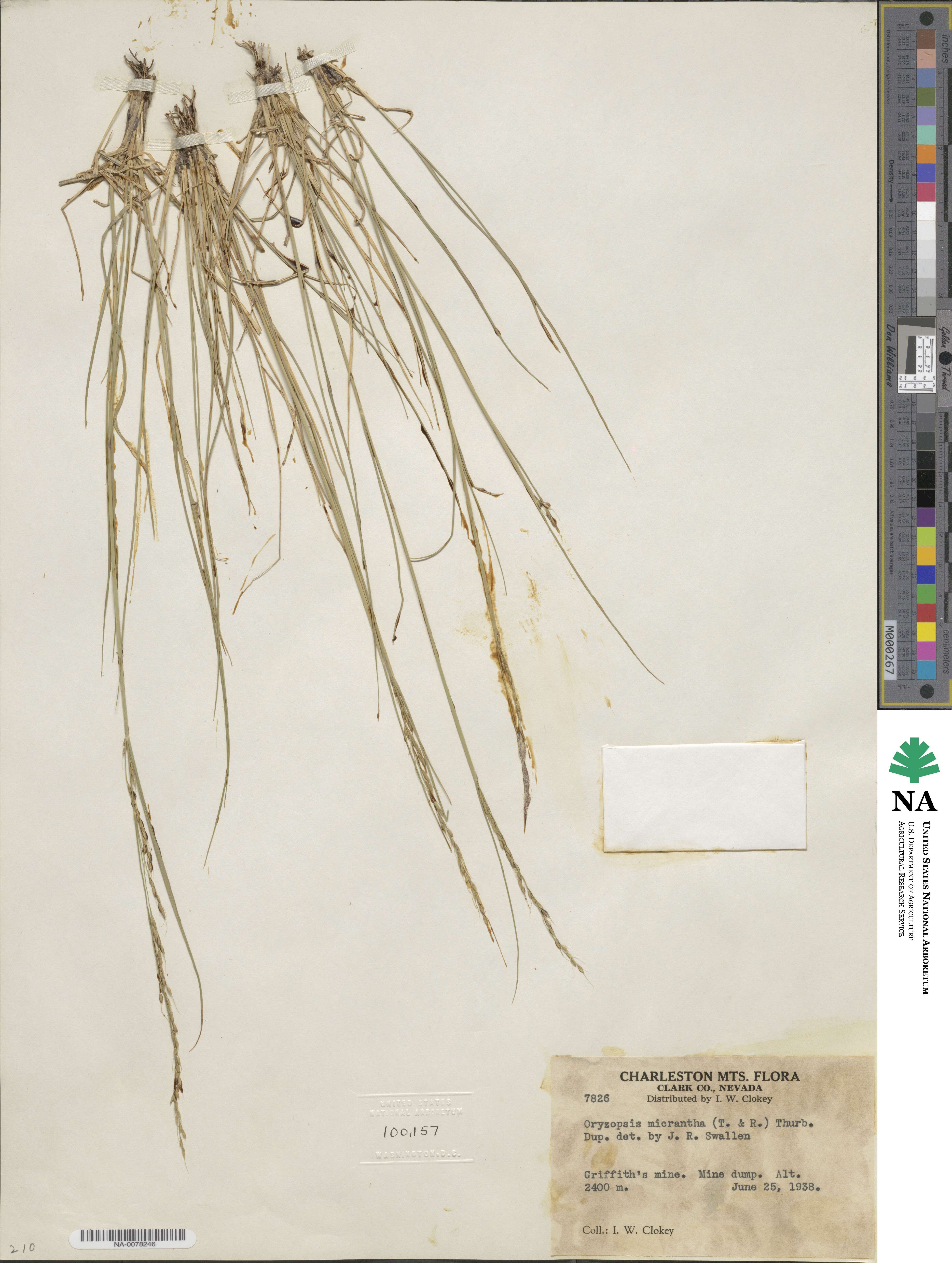 Piptatheropsis image