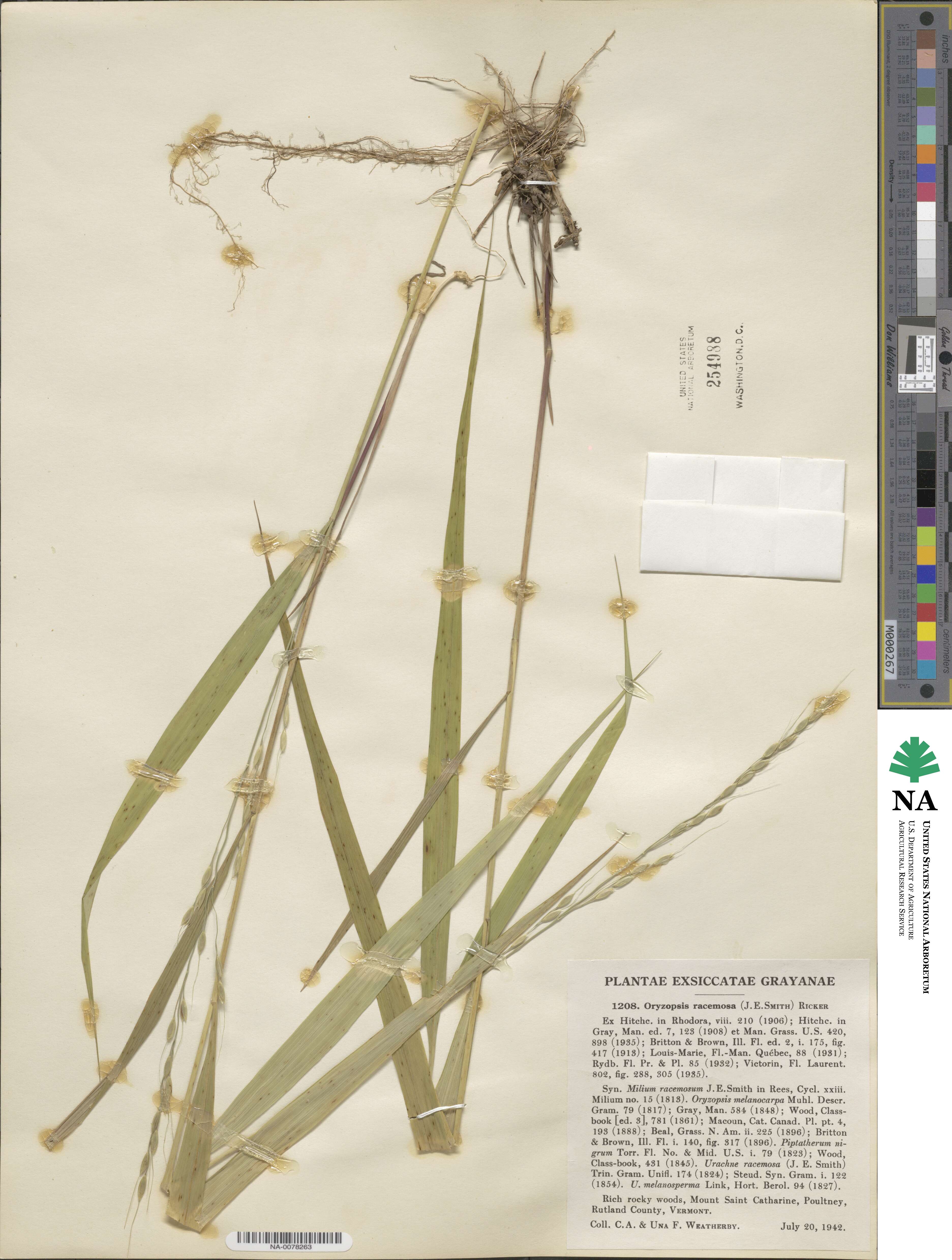 Patis racemosa image