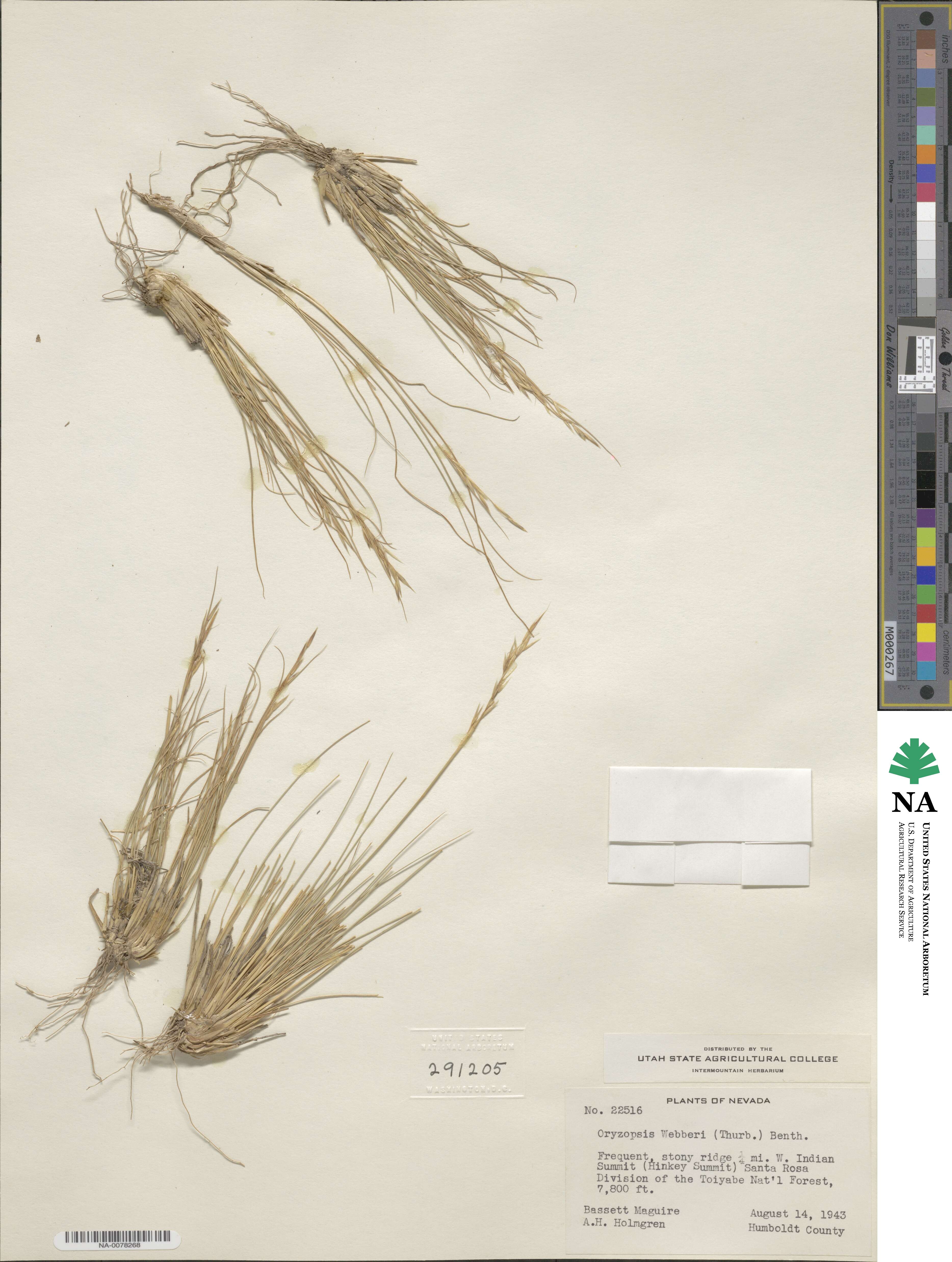 Eriocoma webberi image