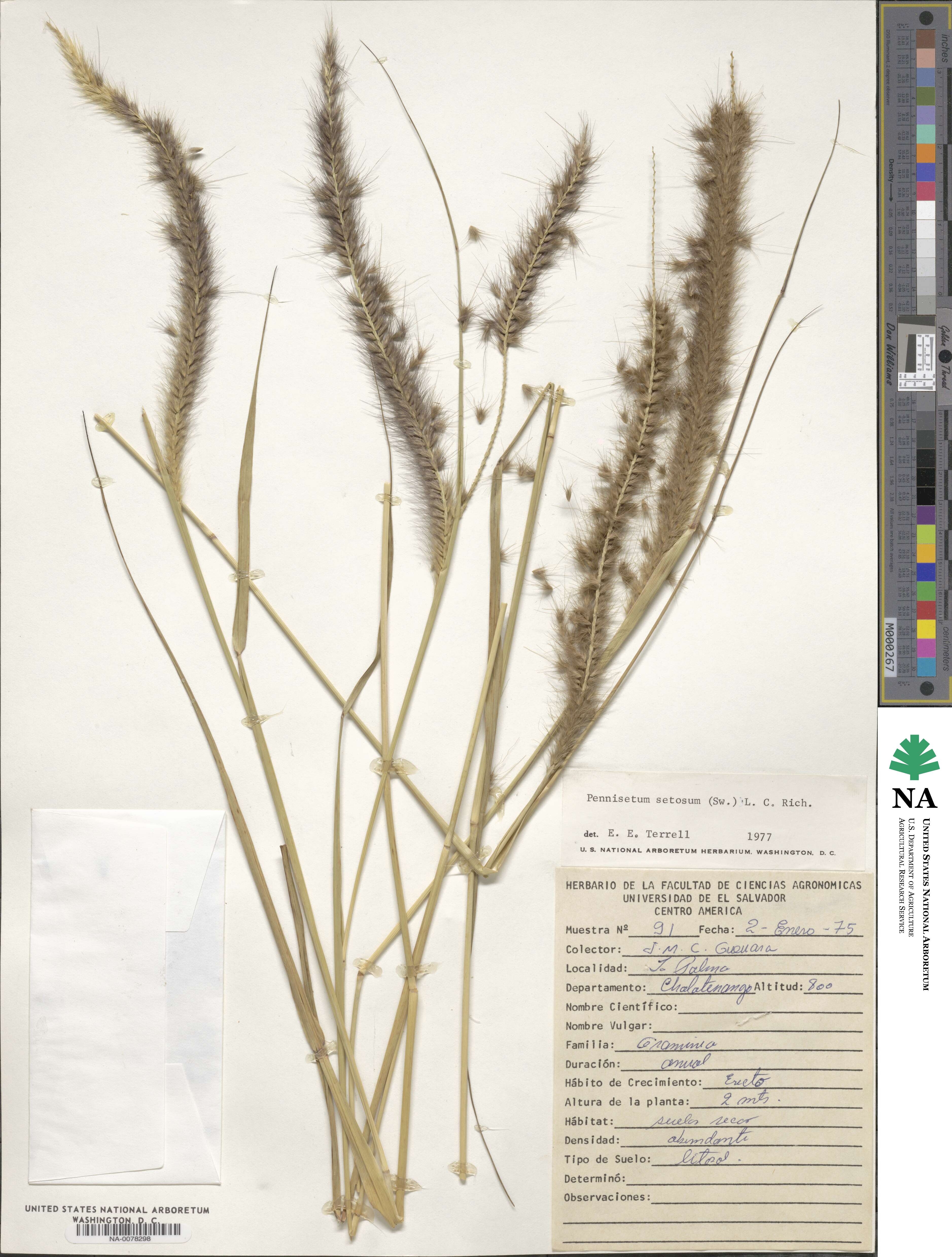 Cenchrus polystachios image