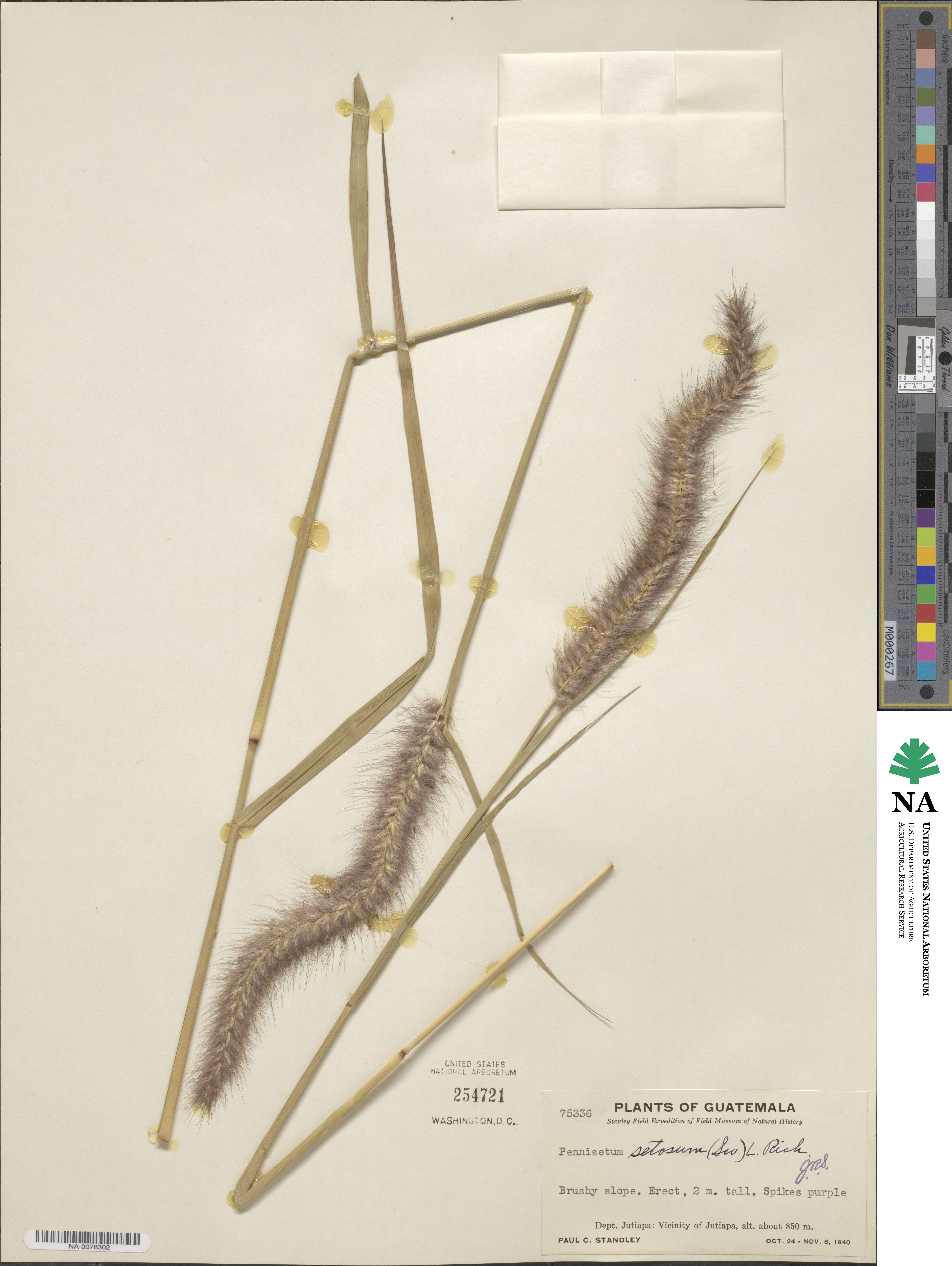 Cenchrus polystachios image