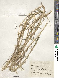 Paspalum distichum image