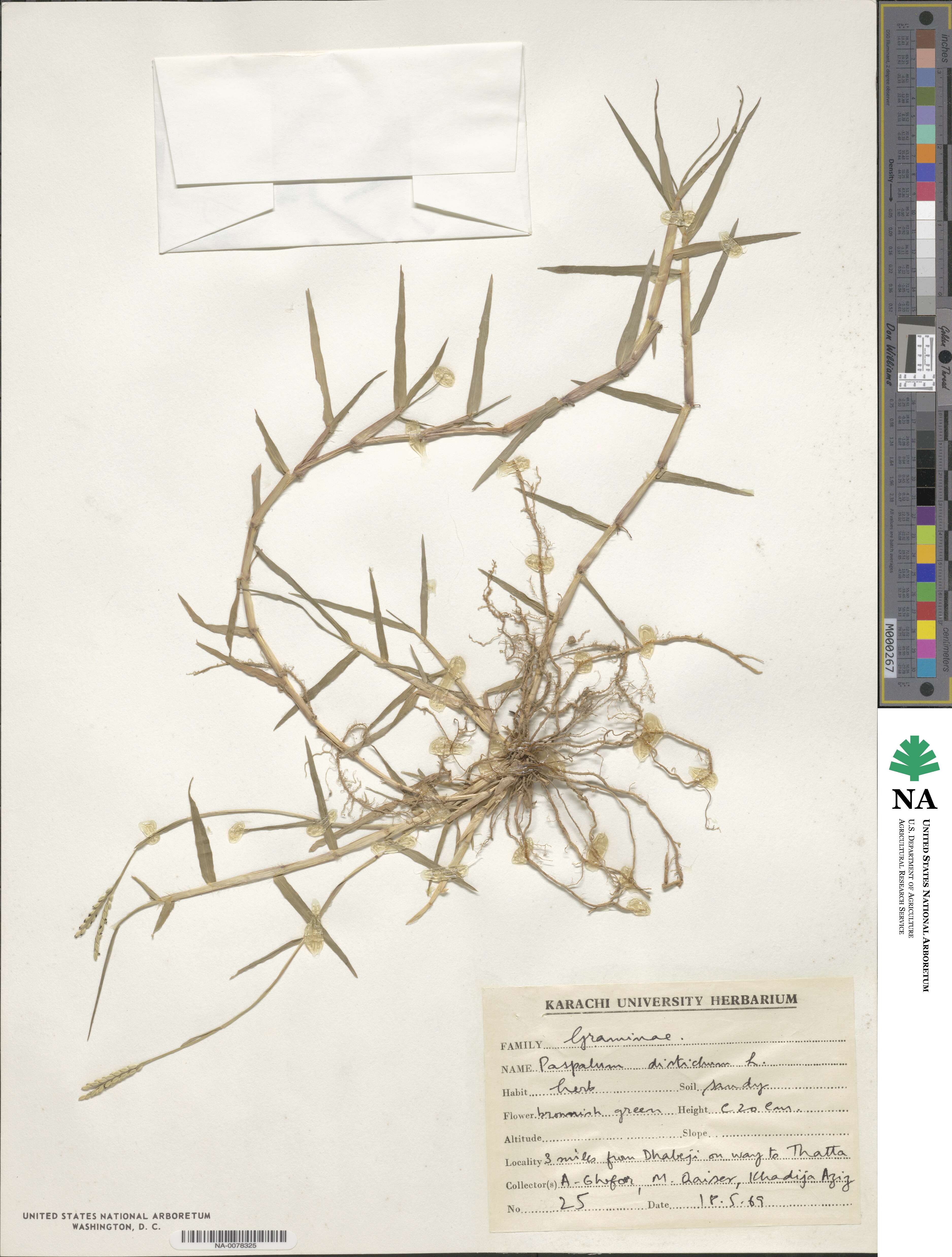 Paspalum distichum image