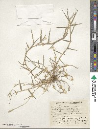 Paspalum distichum image