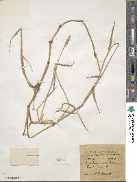 Paspalum distichum image