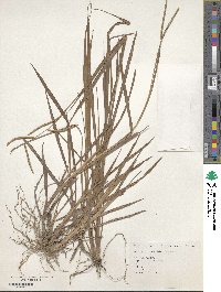 Paspalum scrobiculatum image