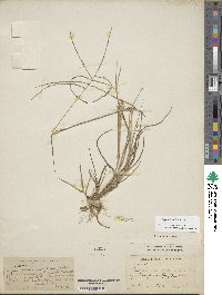 Digitaria stricta image