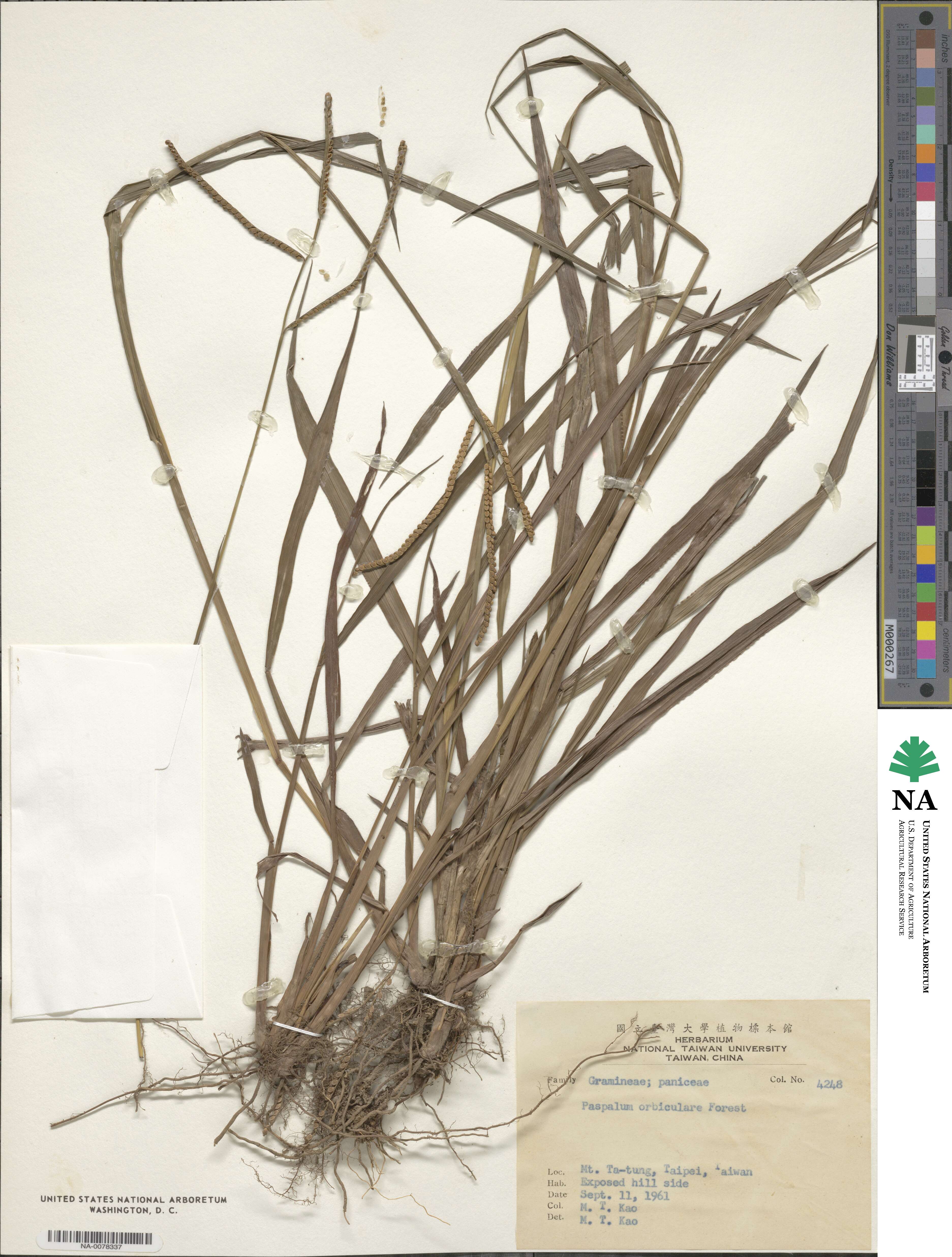 Paspalum scrobiculatum image