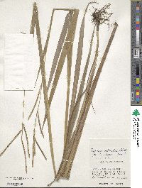 Paspalum scrobiculatum image