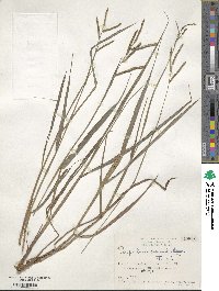 Paspalum scrobiculatum image