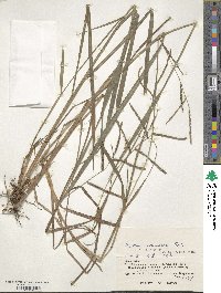 Paspalum scrobiculatum image