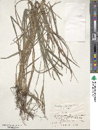 Paspalum scrobiculatum image