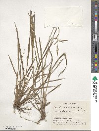 Paspalum scrobiculatum image